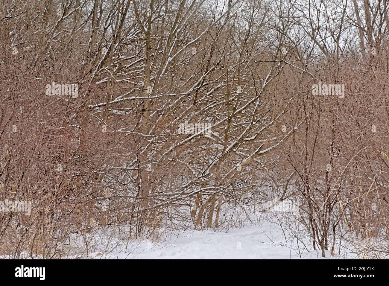 bare fores in the snow on a winter day t in Gatineau national park, Quebec, Canada Stock Photo