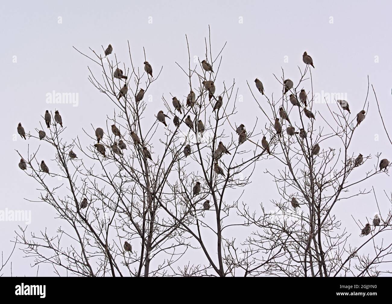 Group of Caridnals sitting on the branches of a bare tree with grey sky background Stock Photo
