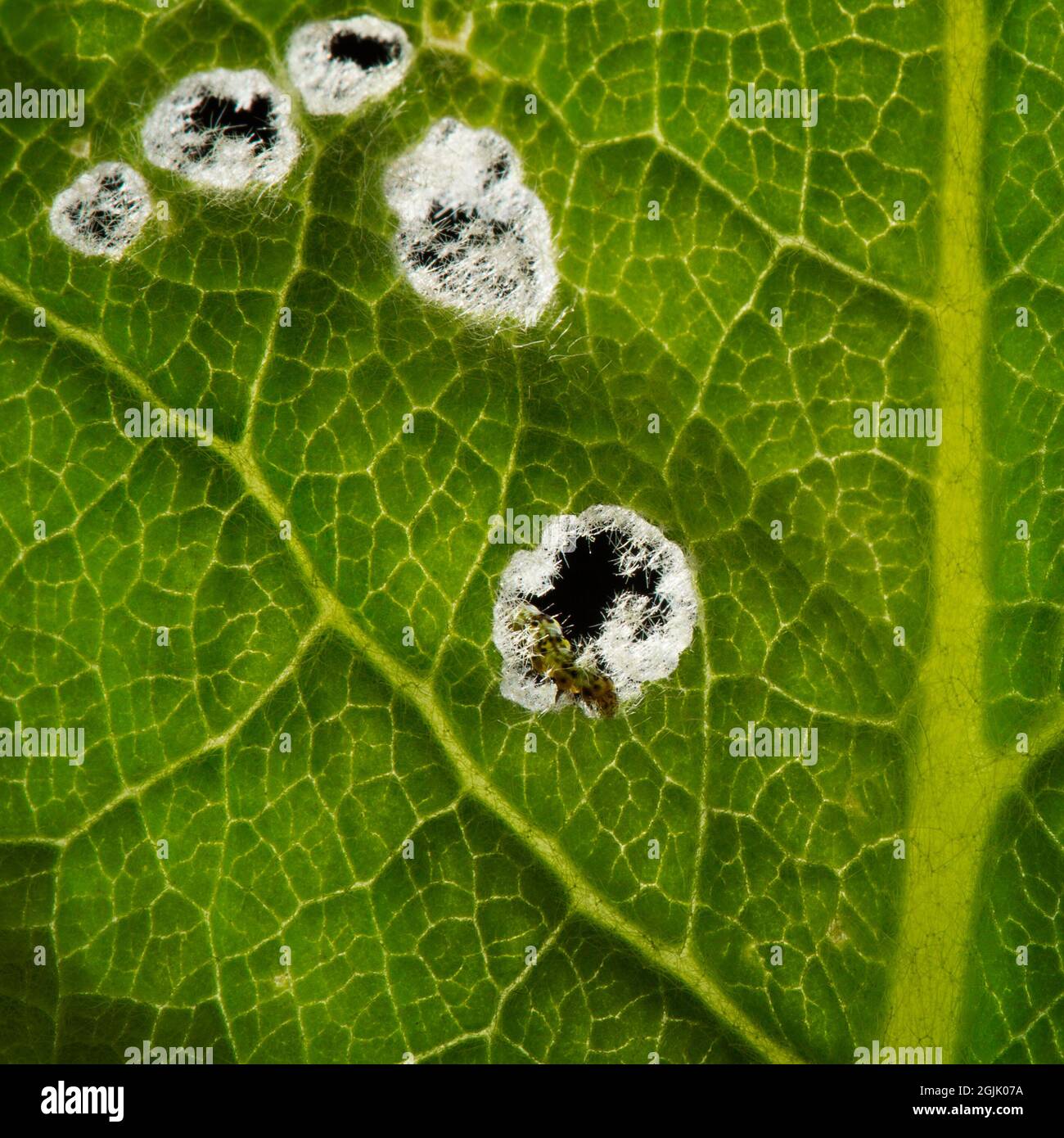 holes in a leaf made by insect pests Stock Photo