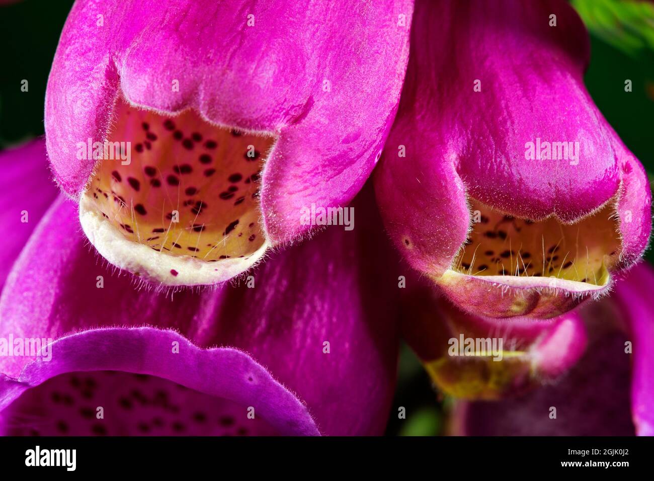 Close up of common foxglove, Digitalis purpurea Stock Photo