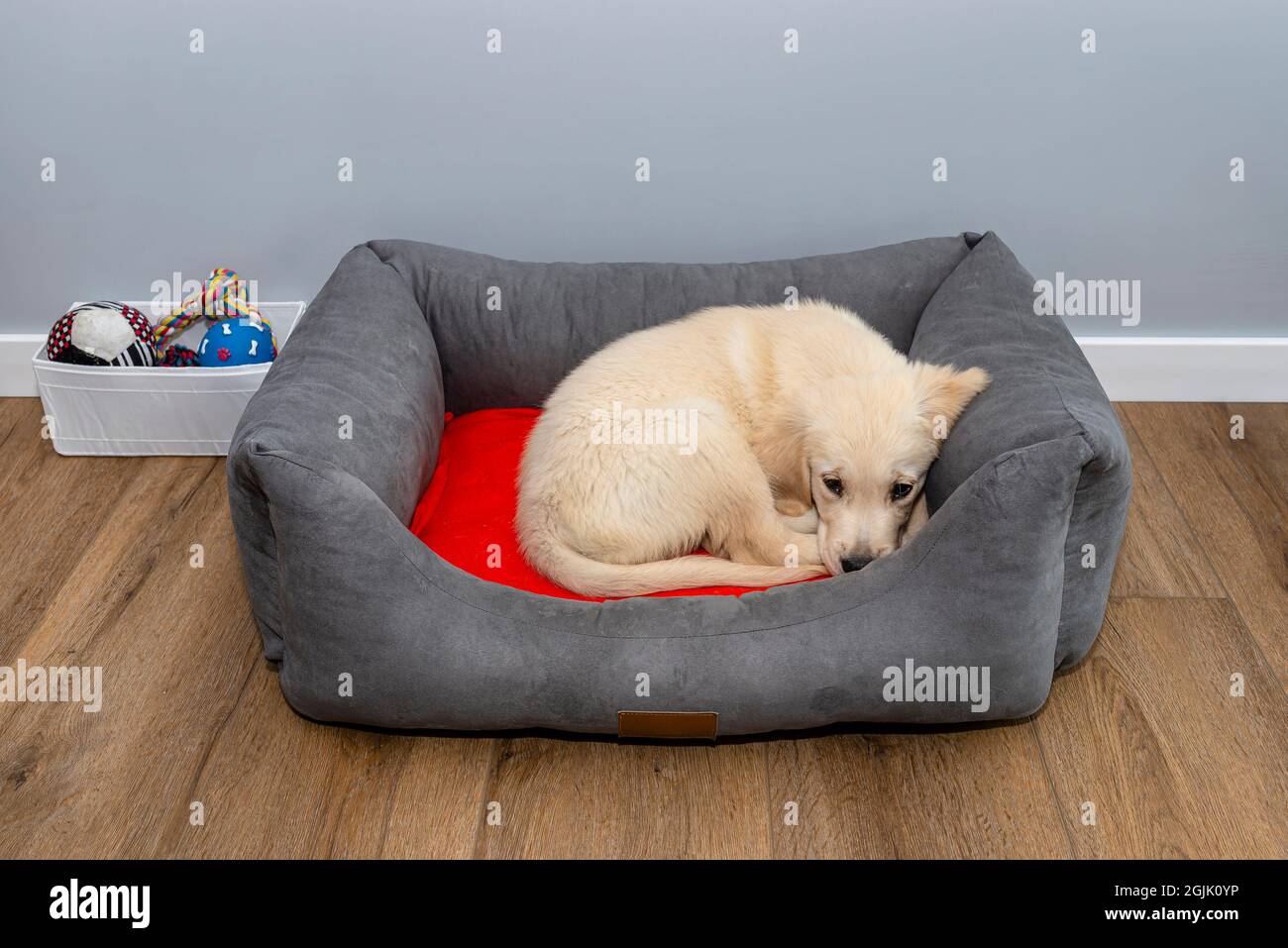 A male golden retriever puppy lies in a playpen on modern vinyl panels