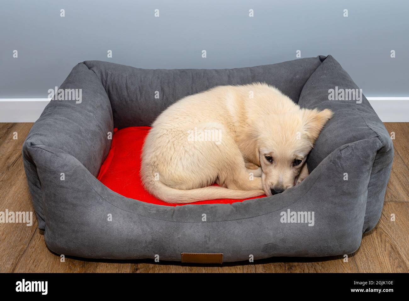 A male golden retriever puppy lies in a playpen on modern vinyl panels