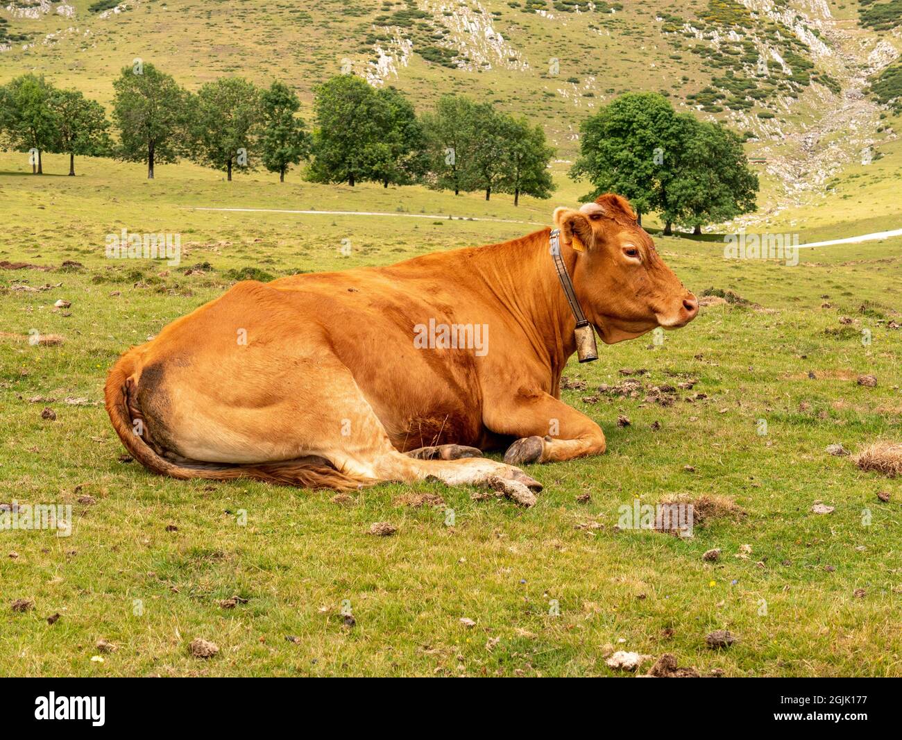 Closeup of a brown cow lying on a grassy field against a countryside ...