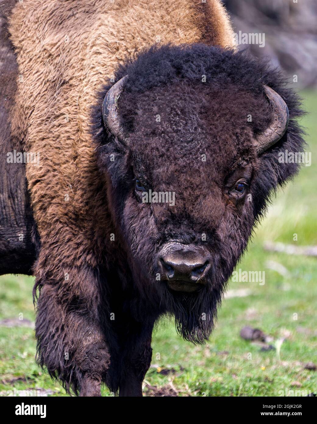 Close up of bison hires stock photography and images Alamy