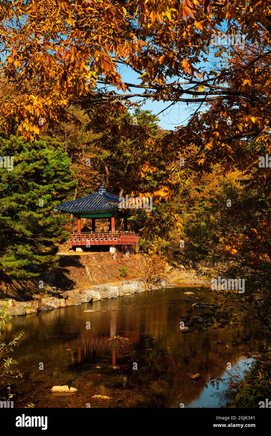 Beautiful autumn in Korea. Maple tree forest park, reflection of hanok buildings in valley water Stock Photo