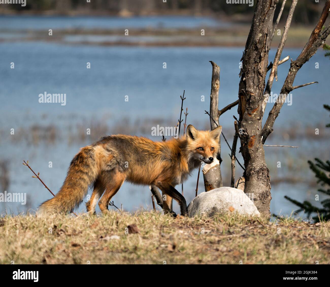 Red Fox close-up profile side view with blur water background in the ...