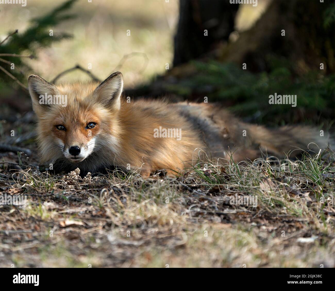 Red fox lying down on grass with a blur background in the springtime season and looking at camera in its environment and habitat. Fox Image. Picture. Stock Photo