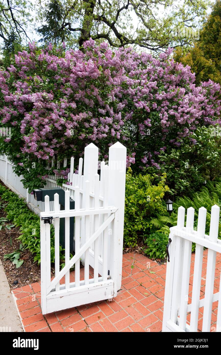 Beautiful blooming lilacs with white fence and inviting open gate. St