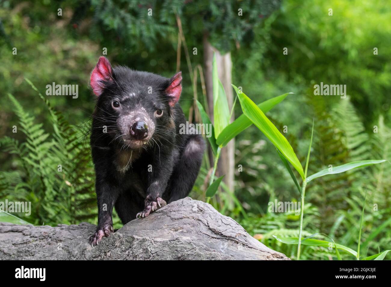 Tasmanian devil (Sarcophilus harrisii), largest carnivorous marsupial native to Australia Stock Photo