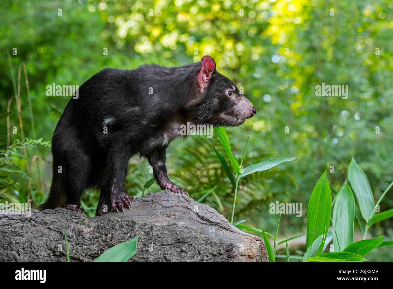 Tasmanian devil (Sarcophilus harrisii), largest carnivorous marsupial native to Australia Stock Photo