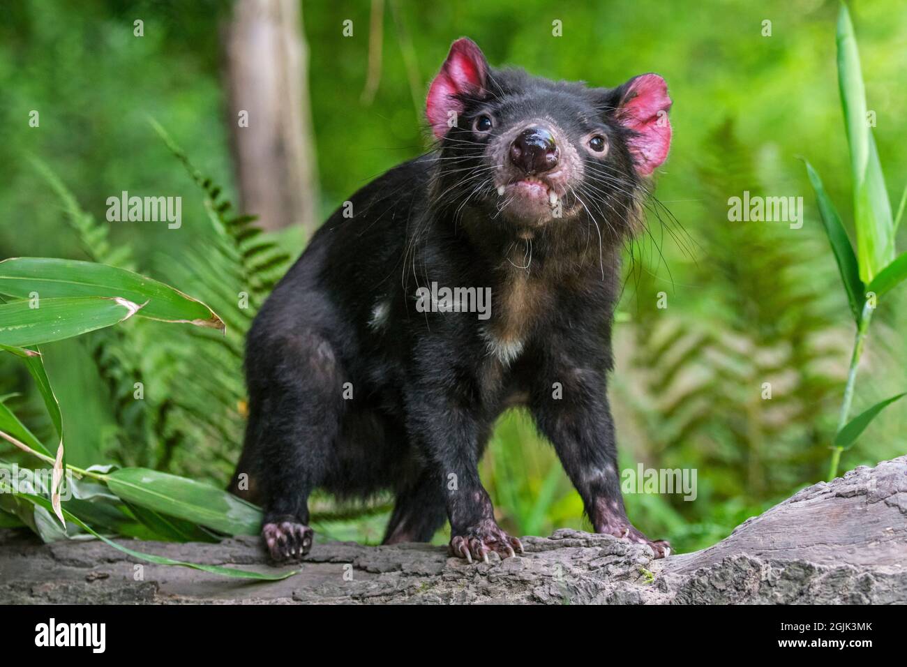 Tasmanian devil (Sarcophilus harrisii), largest carnivorous marsupial native to Australia showing large canines Stock Photo