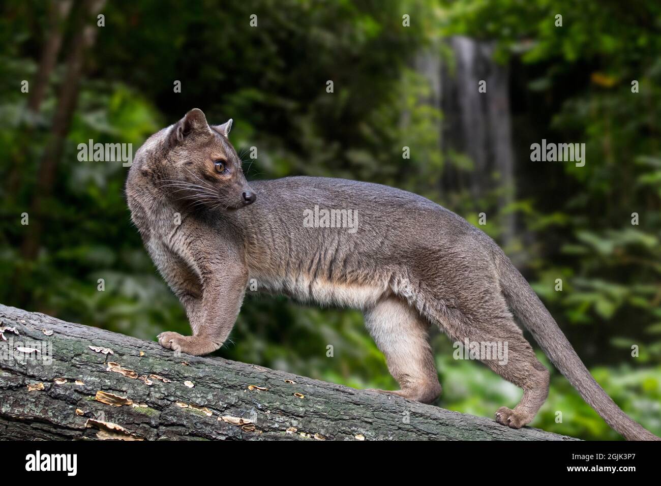 Fossa (Cryptoprocta ferox) hunting in tree in forest, largest Malagasy mammalian carnivore endemic to Madagascar, Africa Stock Photo