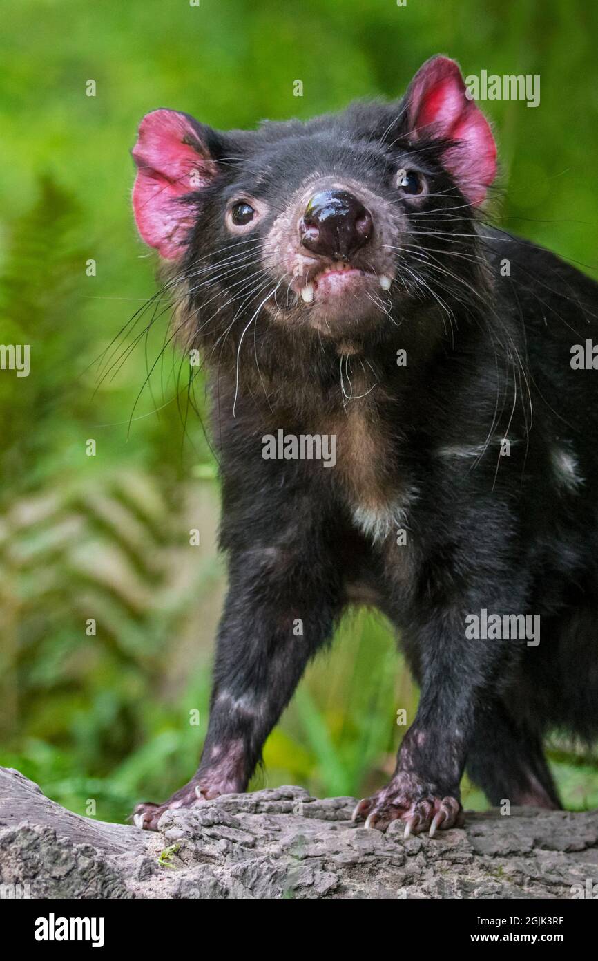 Tasmanian devil (Sarcophilus harrisii), largest carnivorous marsupial native to Australia showing large canines Stock Photo