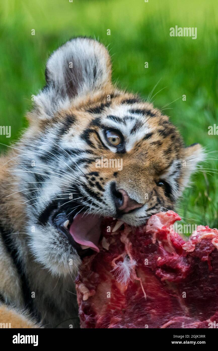 Siberian tiger (Panthera tigris altaica) cub eating large chunk of meat in zoo Stock Photo