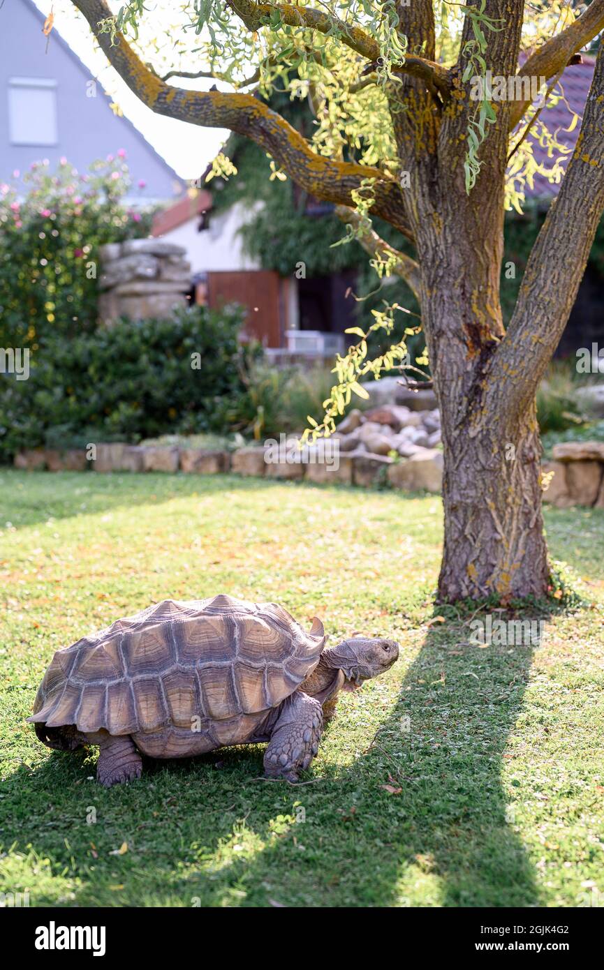 Kitzingen, Germany. 08th Sep, 2021. The African spurred tortoise named Otto runs through the garden of the tortoise sanctuary Kitzingen. The Landschildkröten Auffangstation e.V. in Kitzingen is expecting an increased number of turtles to be handed in over the coming weeks - and cannot take them all in themselves. Credit: Vogl Daniel/dpa/Alamy Live News Stock Photo