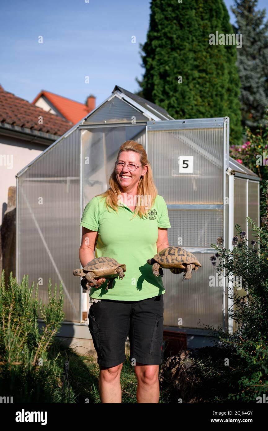 Kitzingen, Germany. 08th Sep, 2021. Sandra Malguth, director of the Landschildkröten Auffangstation e.V., holds two Greek tortoises in her hands. The sanctuary in Kitzingen expects an increased number of turtles to be handed over in the coming weeks - and cannot take them all in themselves. Credit: Vogl Daniel/dpa/Alamy Live News Stock Photo