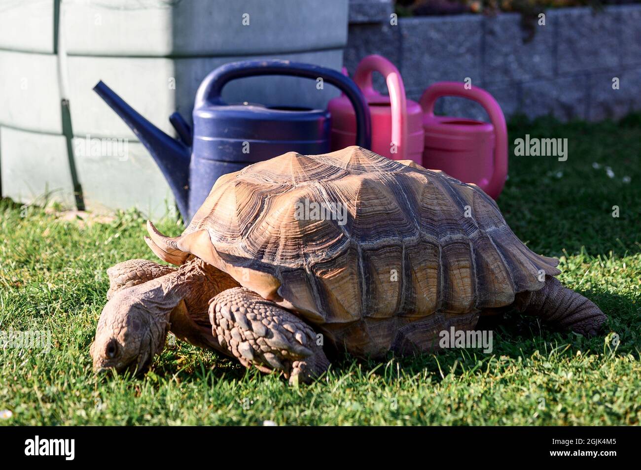 Kitzingen, Germany. 08th Sep, 2021. The African spurred tortoise named Otto eats grass. The Landschildkröten Auffangstation e.V. in Kitzingen expects an increased number of turtles to be handed over in the coming weeks - and cannot take them all in themselves. Credit: Vogl Daniel/dpa/Alamy Live News Stock Photo