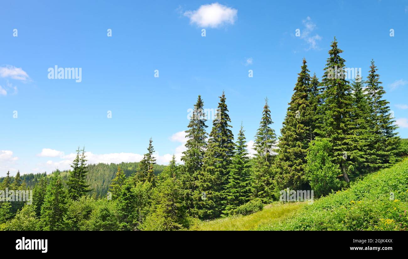 Beautiful pine trees hires stock photography and images Alamy