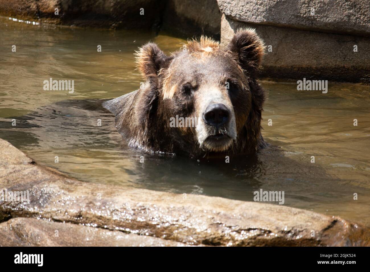 Grizzly bear swimming in its pool to cool off in the summer heat Stock