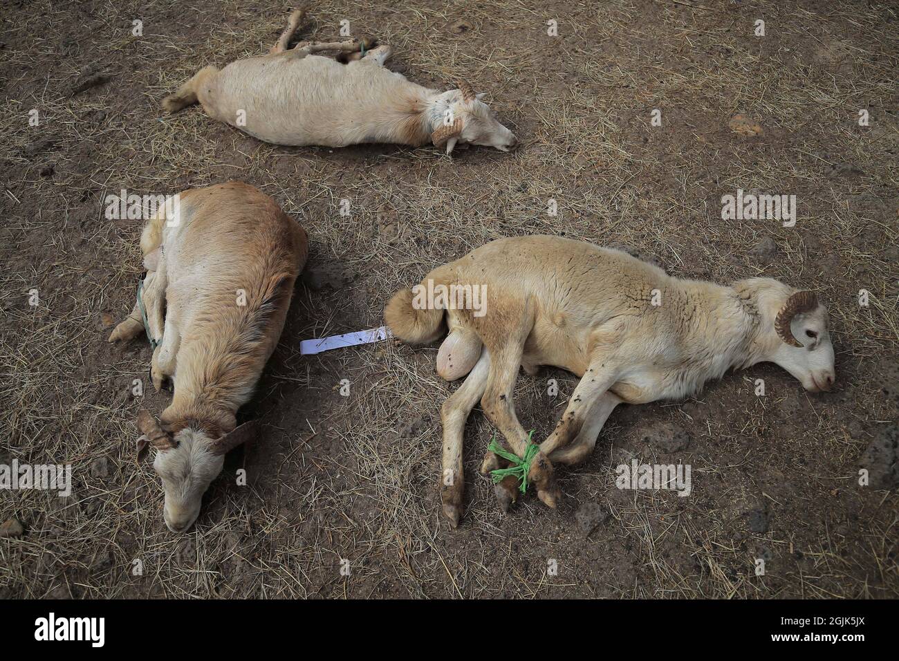 Ethiopian Sheep High Resolution Stock Photography and Images Alamy