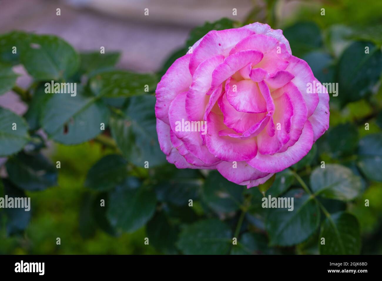 Closeup of pink rose in Generalife gardens in Granada  Stock Photo