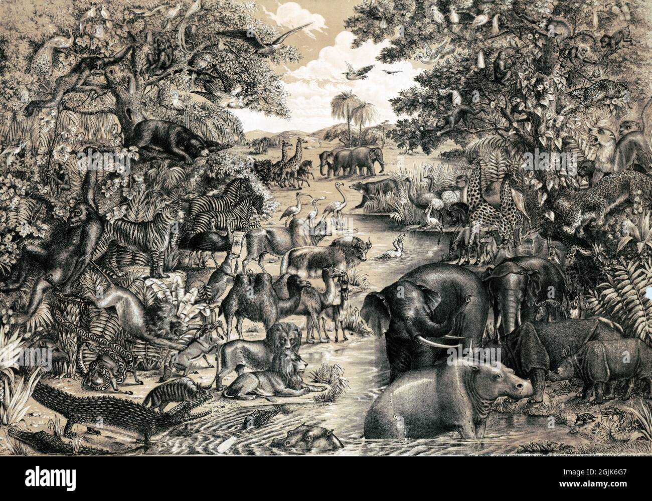 illustration of the animal kingdom - 1872 Stock Photo