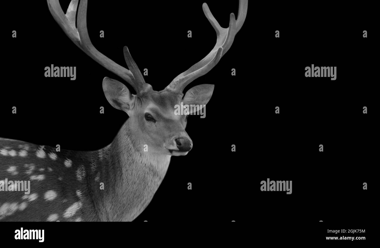 Black And White Beautiful Deer With Big Antlers In The Black Background Stock Photo