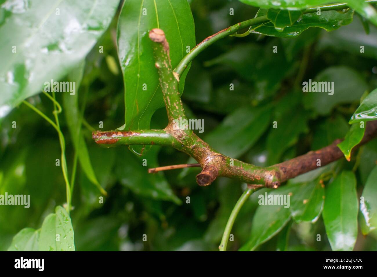 Botanical collection, Cinnamomum, wet leaves of green tropical