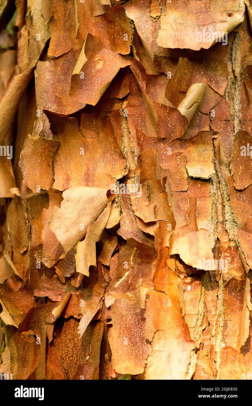 Acer griseum bark Tree peeling bark Stock Photo