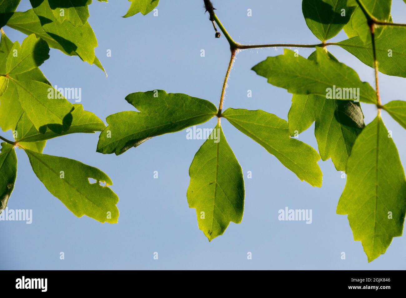 Acer griseum Maple tree Leaves Stock Photo