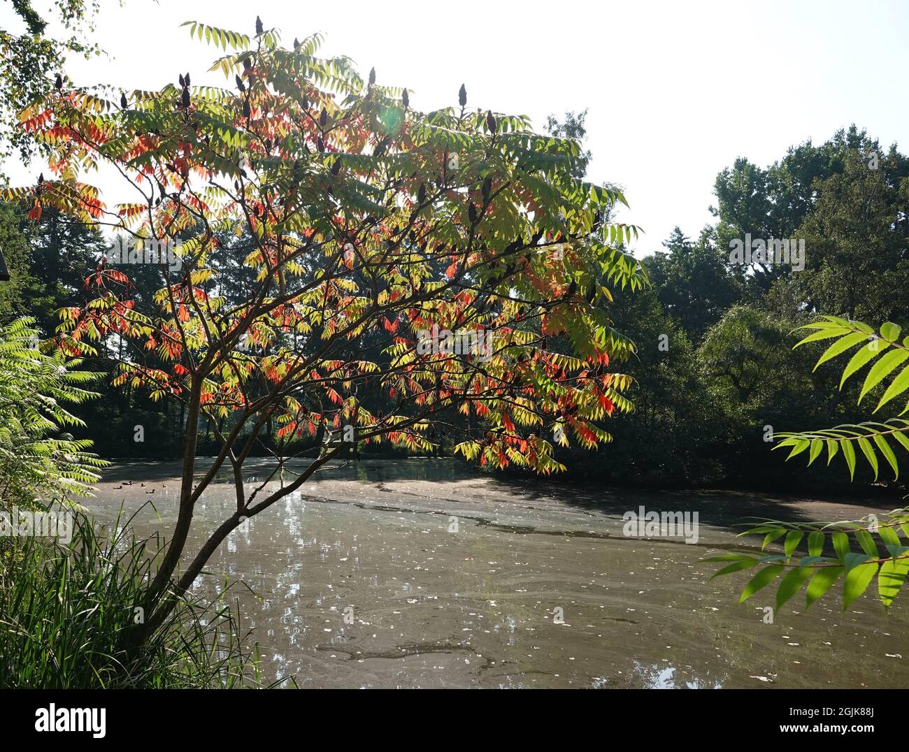 A Rhus typhina or staghorn sumac tree standing in front of a lake. The tree begins to adorn itself in autumn colors in September. Stock Photo