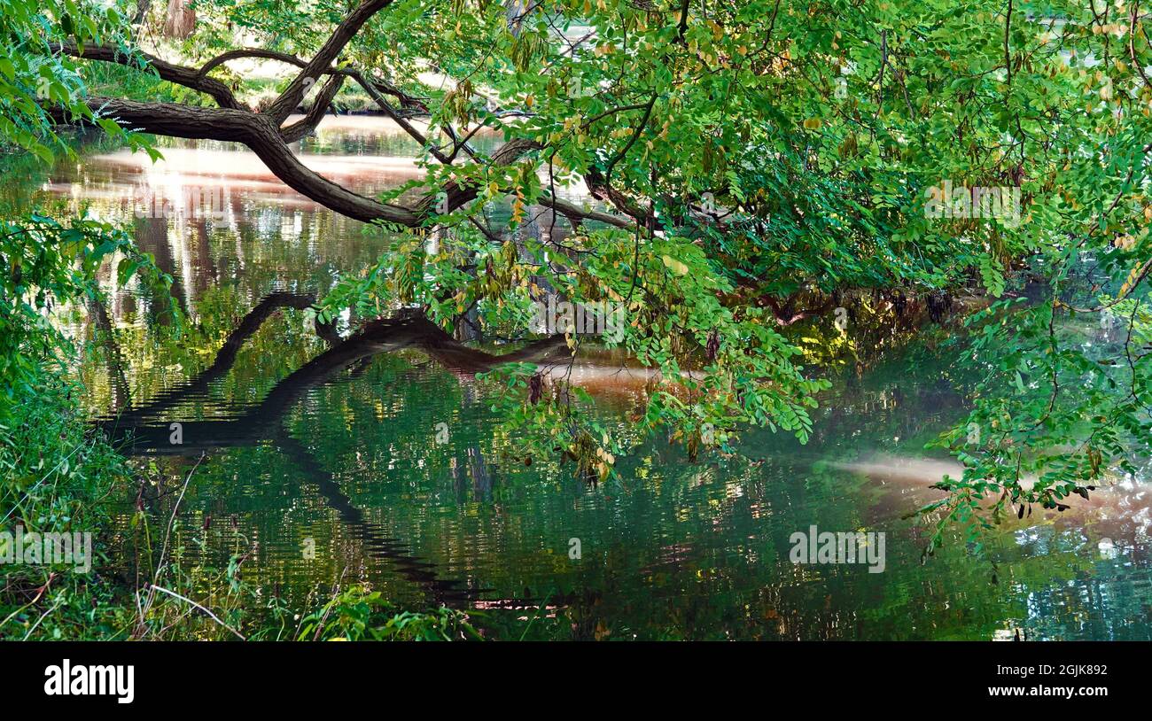 Branch of a tree hanging over a lake. Reflections in the water. Idyllic scene. Stock Photo
