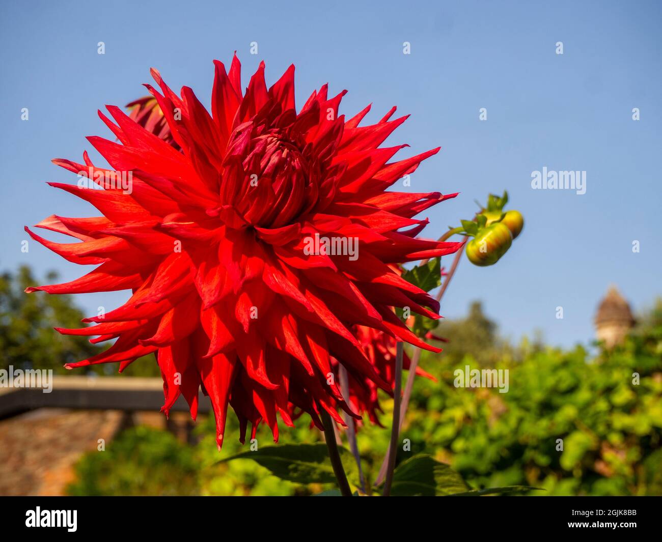 Dahlia 'Apache' at Chenies Manor, Buckinghamshire; a tall red fimbriated large blooming cactus variety. Stock Photo
