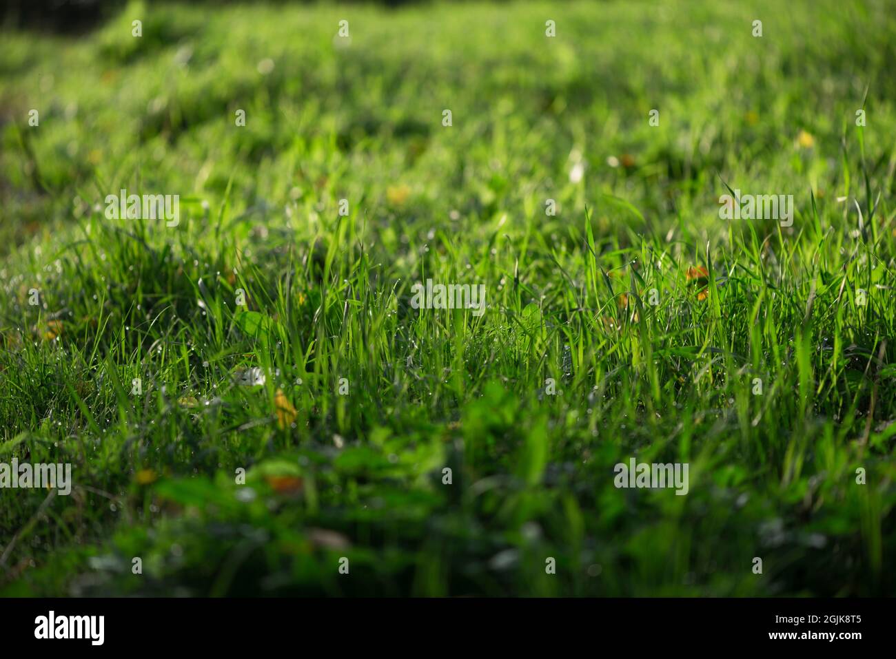Depth of field grass hi-res stock photography and images - Alamy