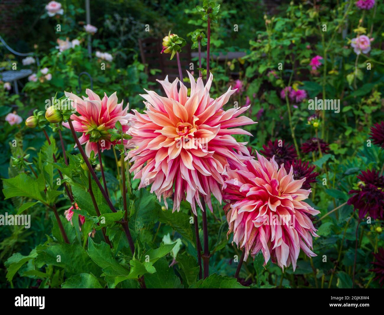 Dahlia 'Labyrinth' at Chenies Manor, Buckinghamshire. Detail of a large decorative dahlia bloom in the Sunken garden.. Stock Photo