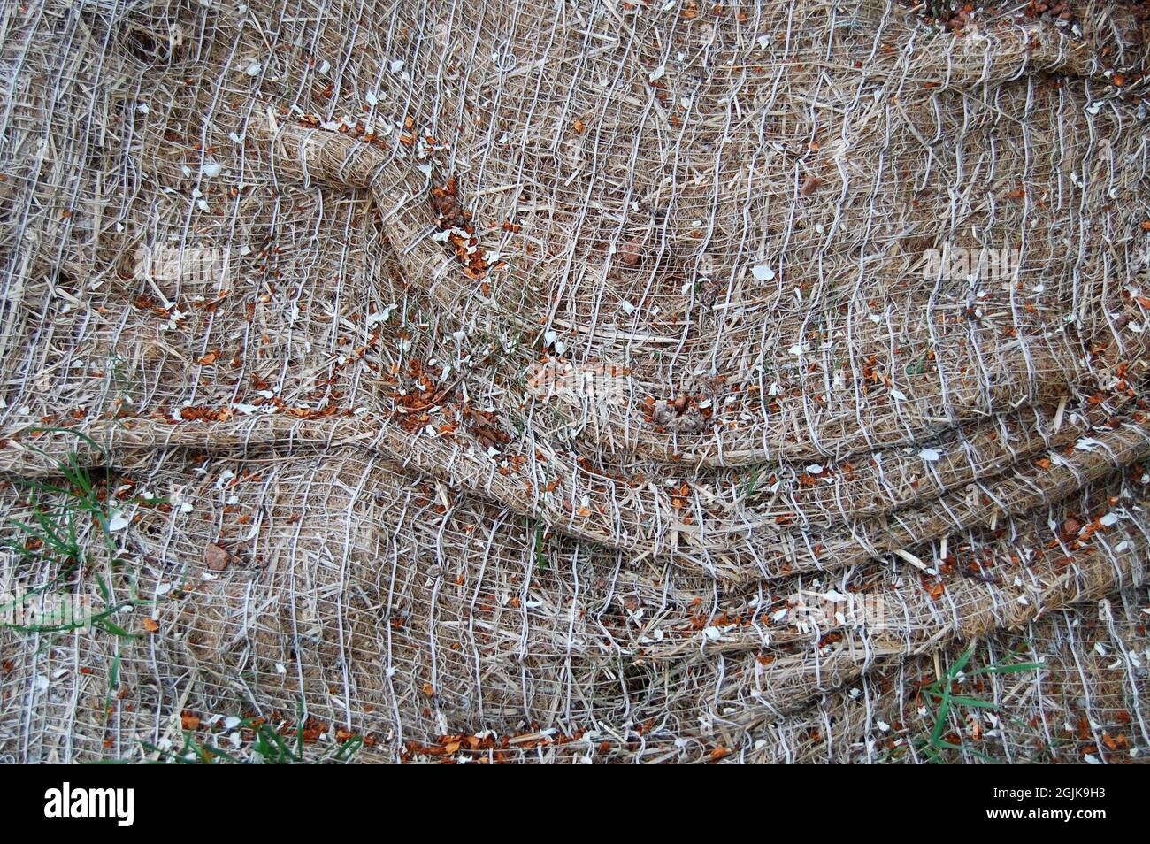 Fabric netting over newly planted seeds in red soil to protect erosion and from seeds or news sprouts being washed away Stock Photo