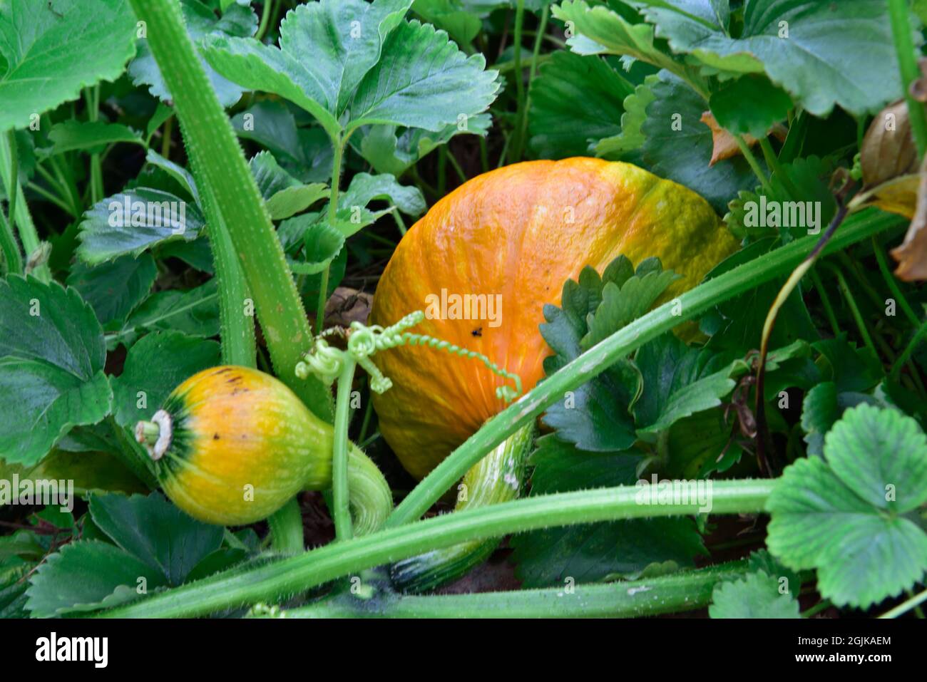 Winter Hokkaido  Squash growing on vine in home garden with flowers and leaves Stock Photo