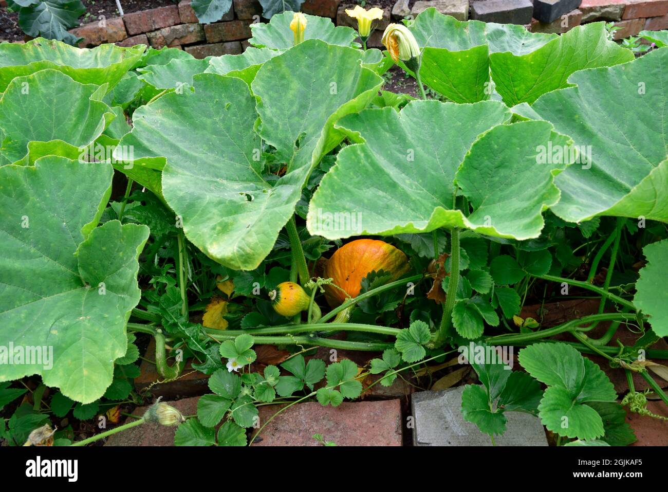 Winter Hokkaido  Squash growing on vine in home garden with flowers and leaves Stock Photo