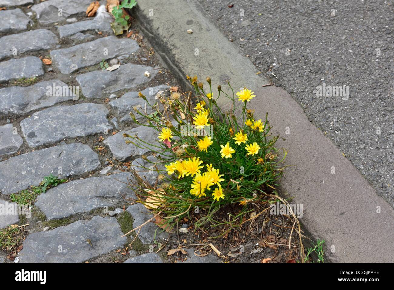 Weeds with yellow flowers growing in cracks of pavement of road, UK Stock Photo