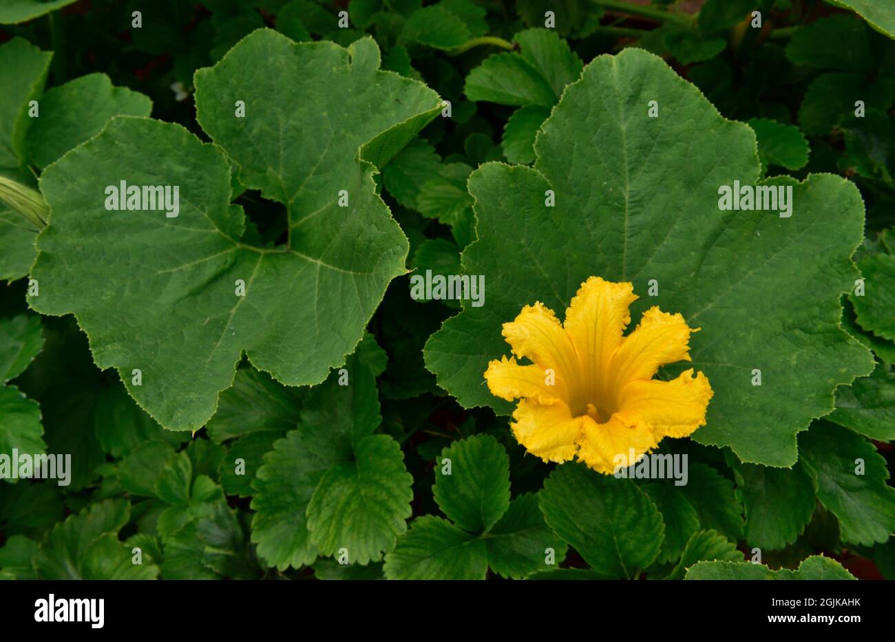 Yellow flower on growing Winter Hokkaido Squash plant in home garden with strawberry plants underneath, UK Stock Photo
