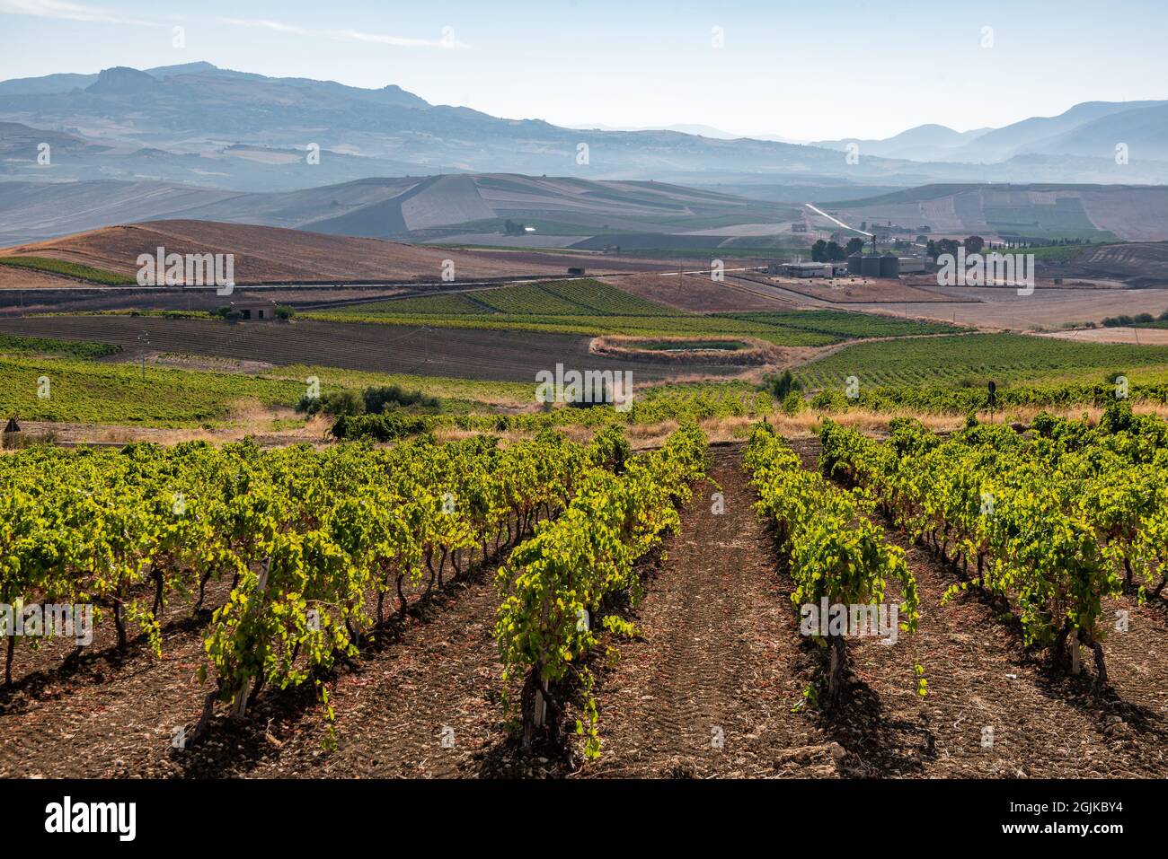 vineyards of Santa Margherita Belice, Sicily, Italy Stock Photo Alamy