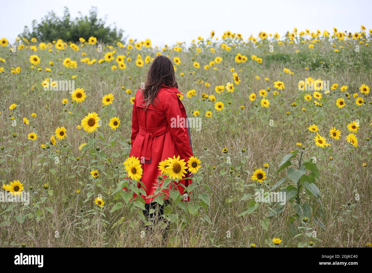 Elie, Fife, Scotland, Mature woman in red raincoat, walks through a field of bright yellow sunflowers. Contrast of woman red coat and yellow flowers. Stock Photo