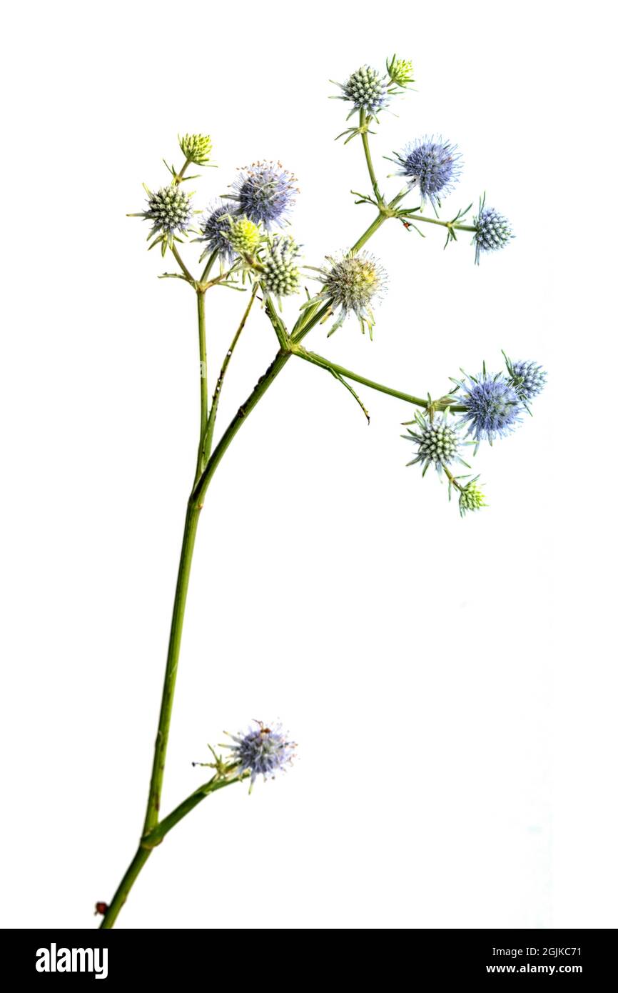 High Key image of wild weeds with flowers blooming Stock Photo