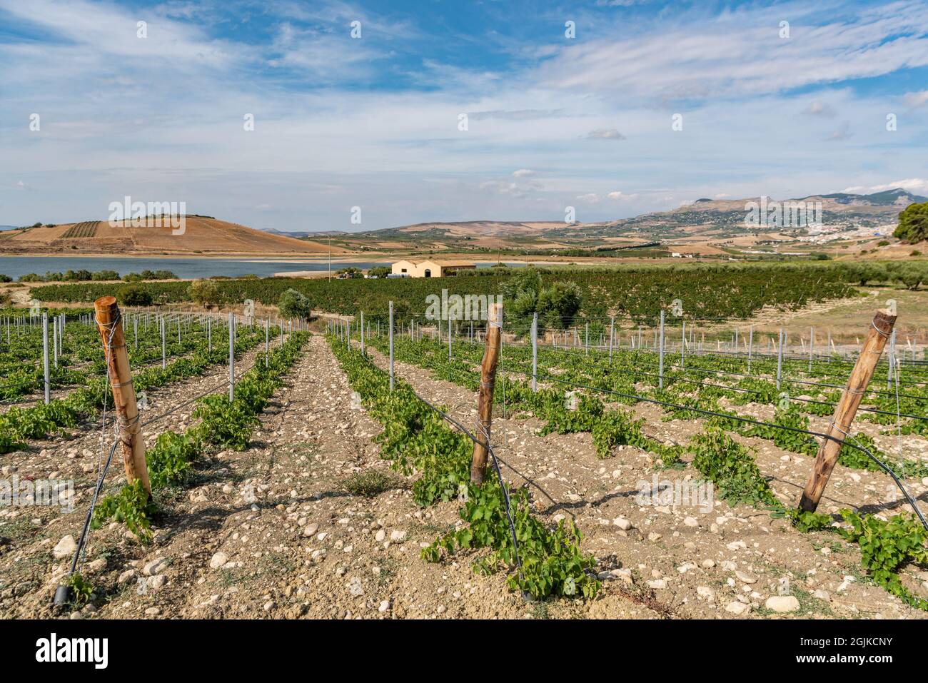 vineyards at Lago Arancio, Sambuca, Sicily, Italy Stock Photo