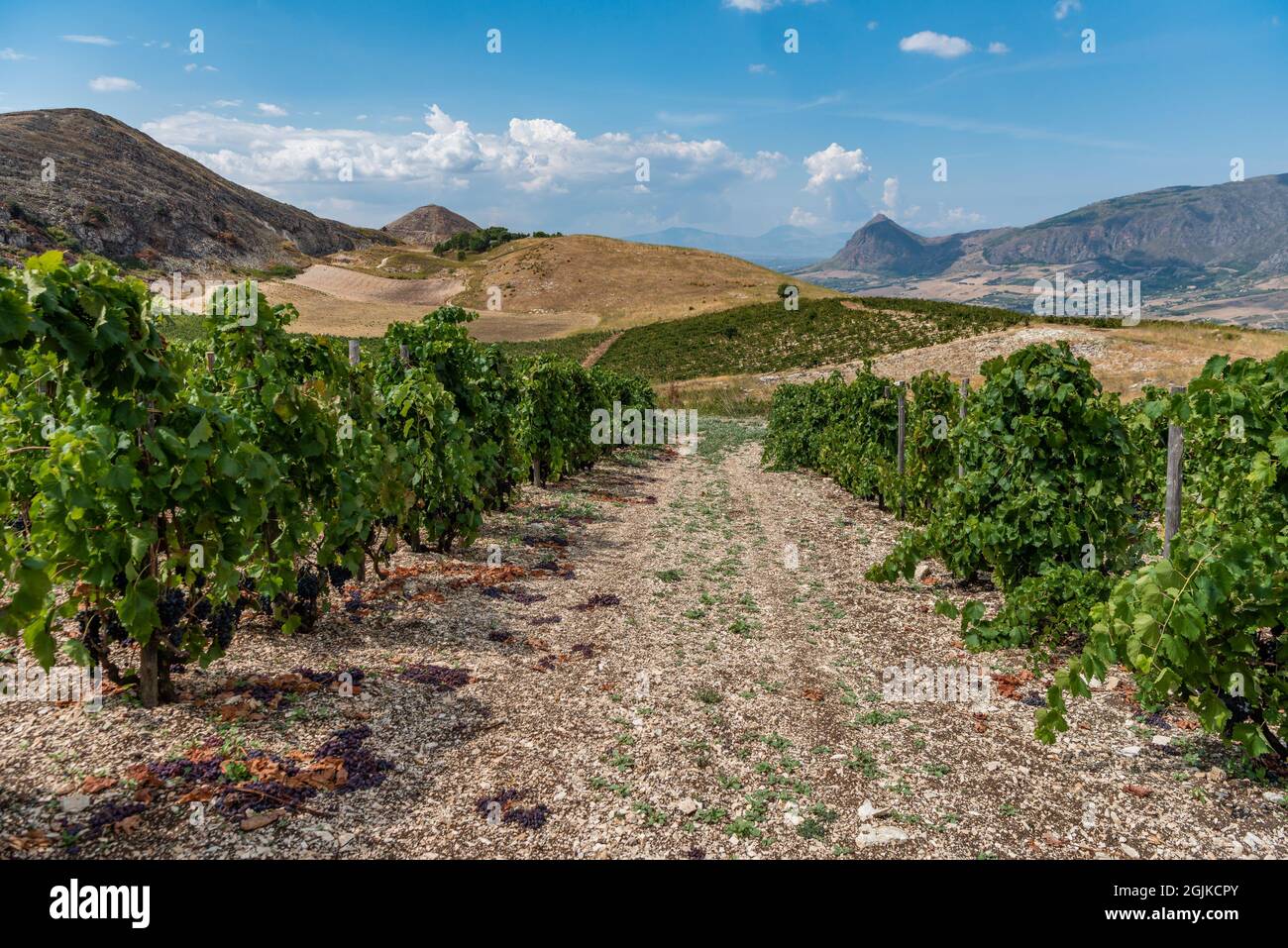 vineyards of Terra Libera - Centopassi, San Giuseppe Jato, Sicily, Italy Stock Photo