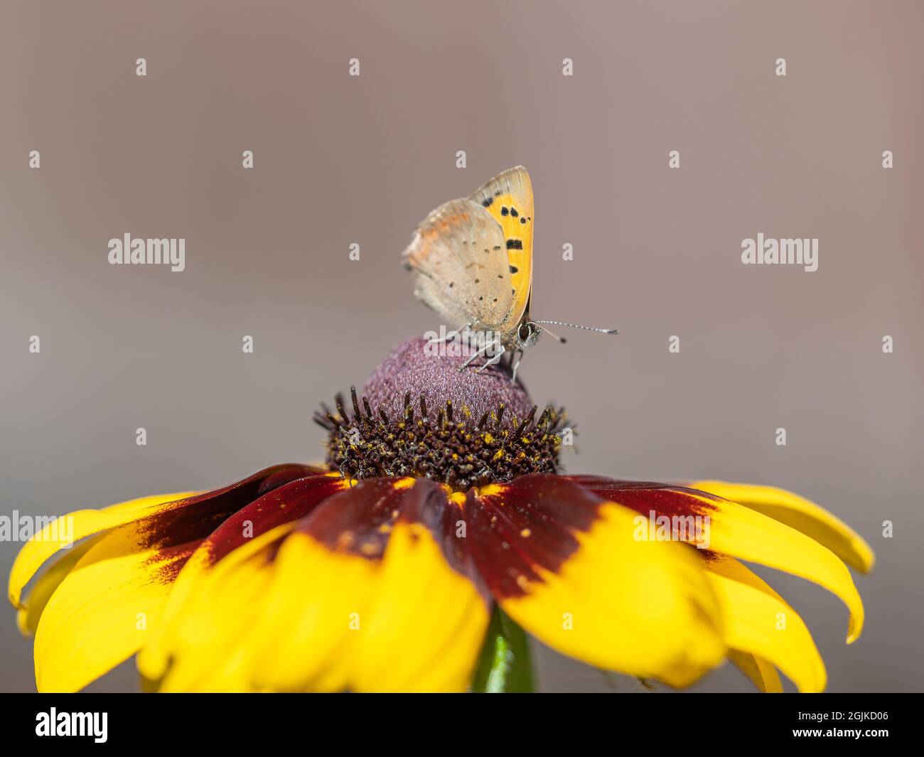 Small Copper Variation Small copper in bloom hi-res stock photography and images - Alamy