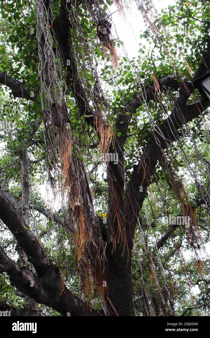 Branches of a Banyan tree with multitudes of aerial prop roots streaming down in Lahaina, Maui, Hawaii, USA Stock Photo