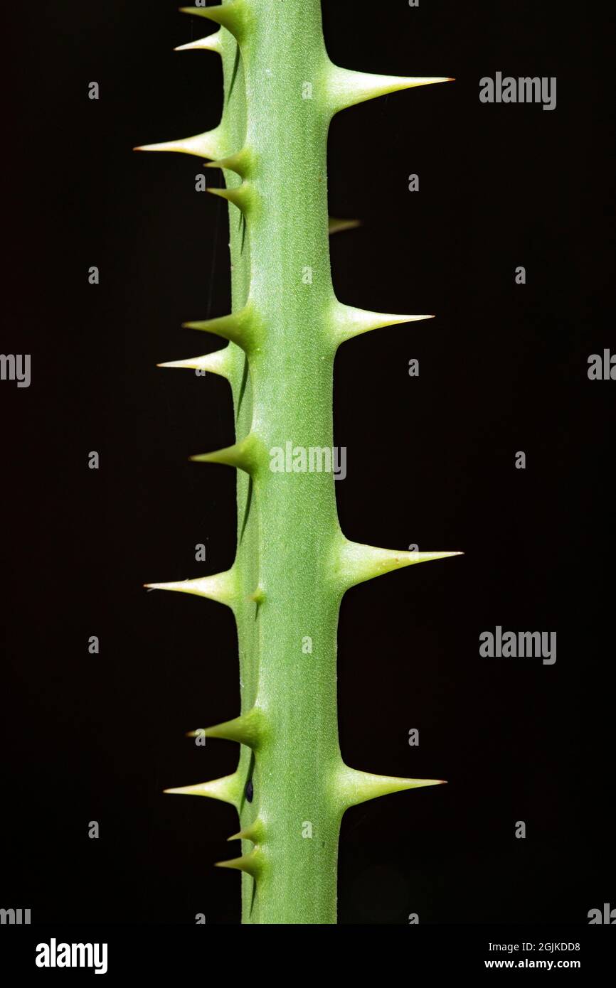 Close-up of Greenbrier thorns - Brevard, North Carolina, USA Stock Photo