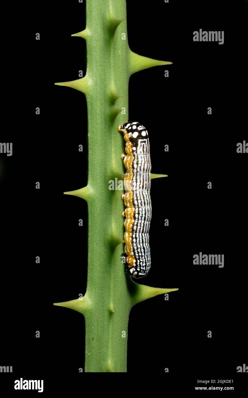 Turbulent Phosphila caterpillar (Phosphila turbulenta) on Greenbrier plant - Brevard, North Carolina Stock Photo