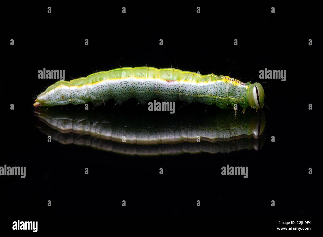 Variable Oakleaf Caterpillar Moth (Lochmaeus manteo) - Brevard, North Carolina, USA Stock Photo